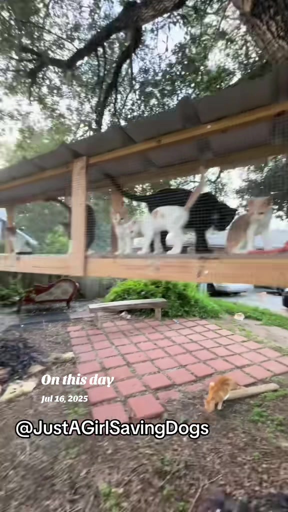 @Just A Girl Saving Dogs