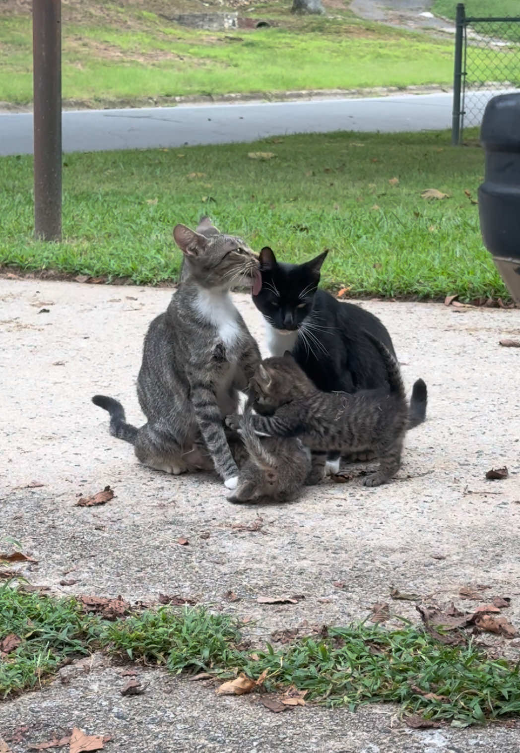 @Tay’s Feral Felines