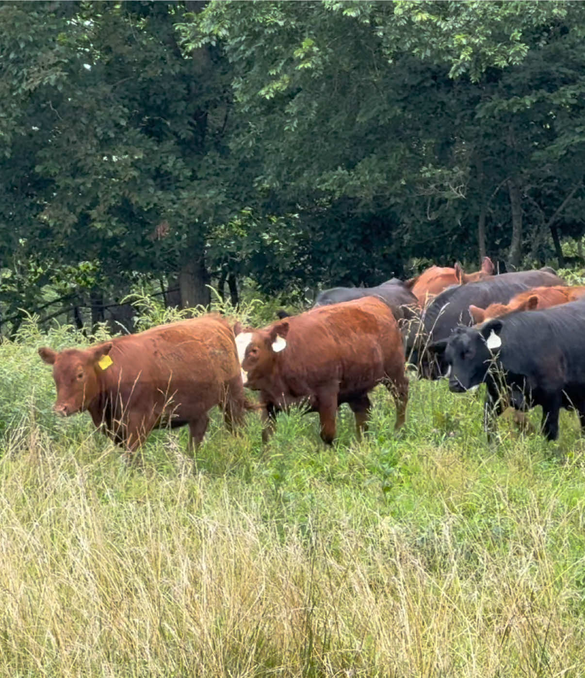@Massey Land & Cattle