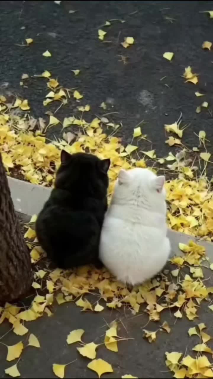 @mariaFanciulli615