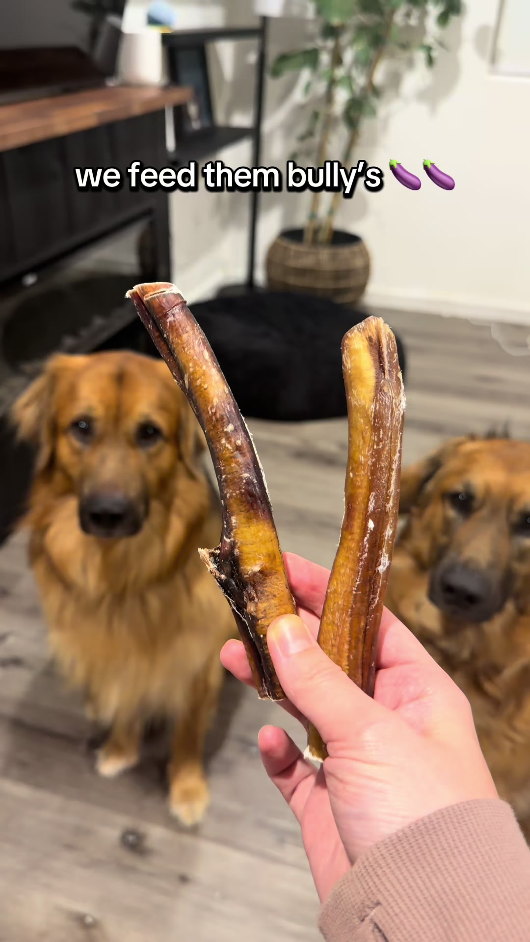 @lifewithgoldenshepherds