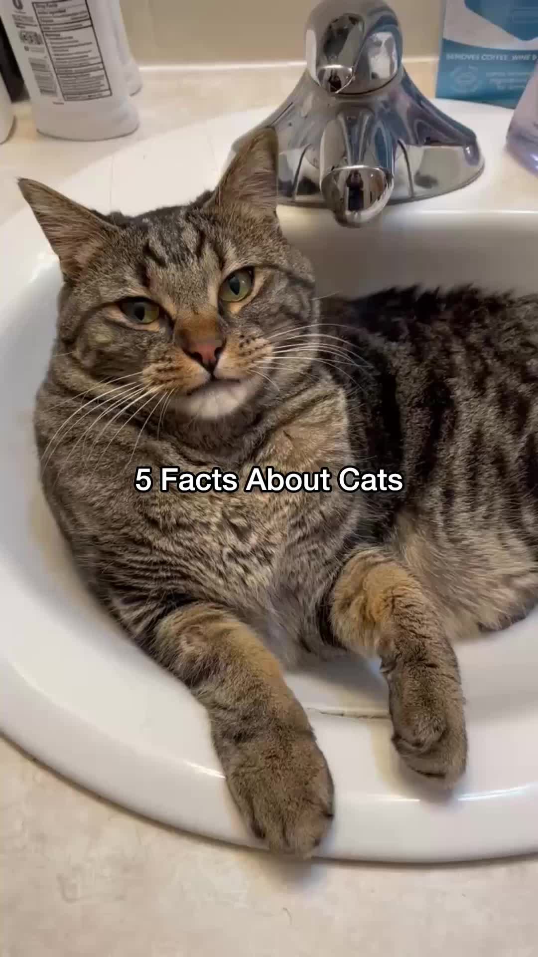 @Chip The Manx