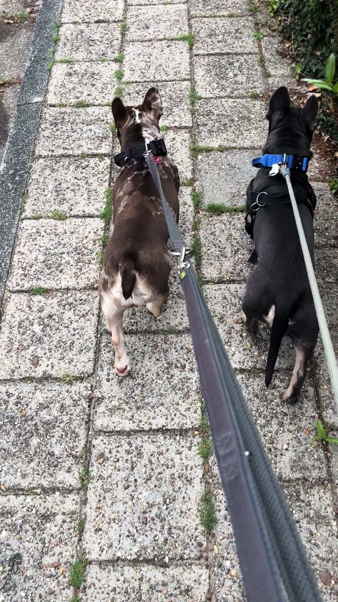 @Hicks und Ripley