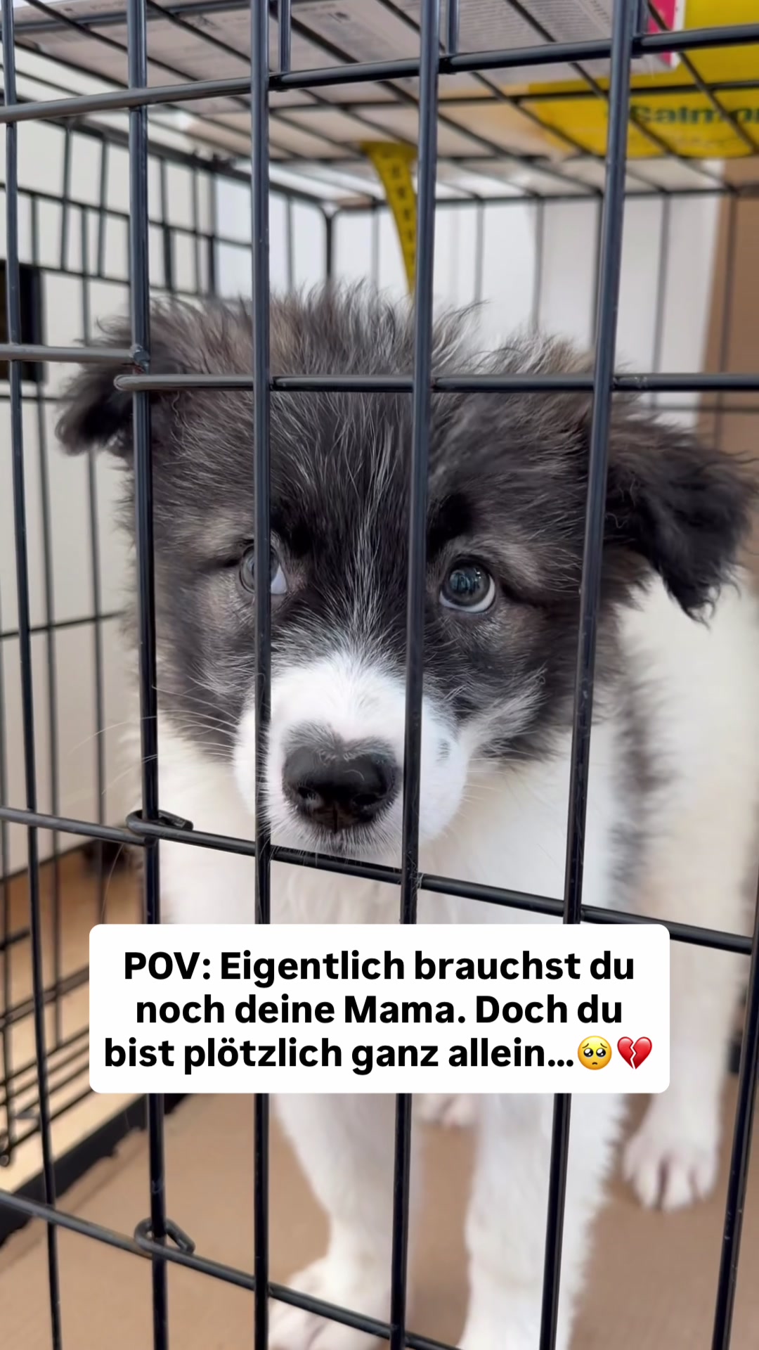 @Tierseelen 🐕
