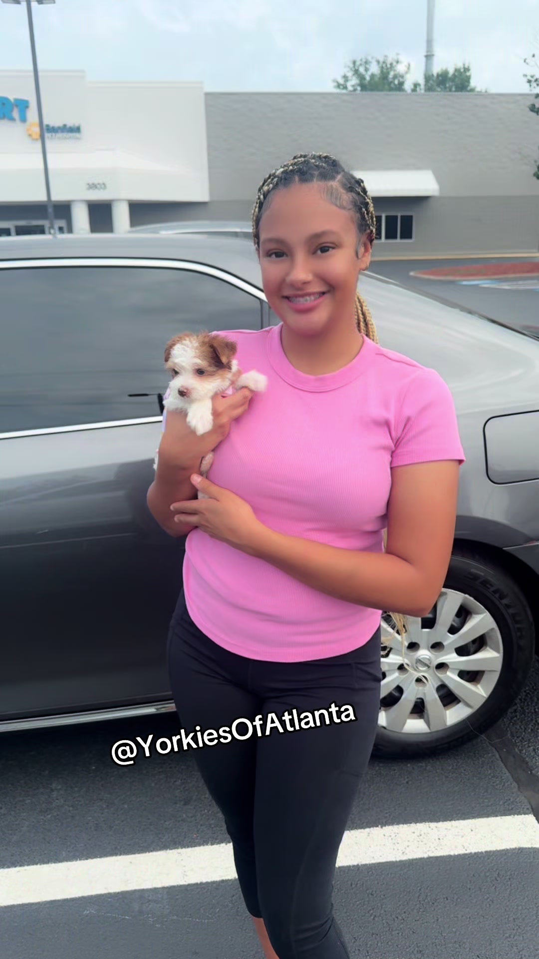 @Yorkies Of Atlanta