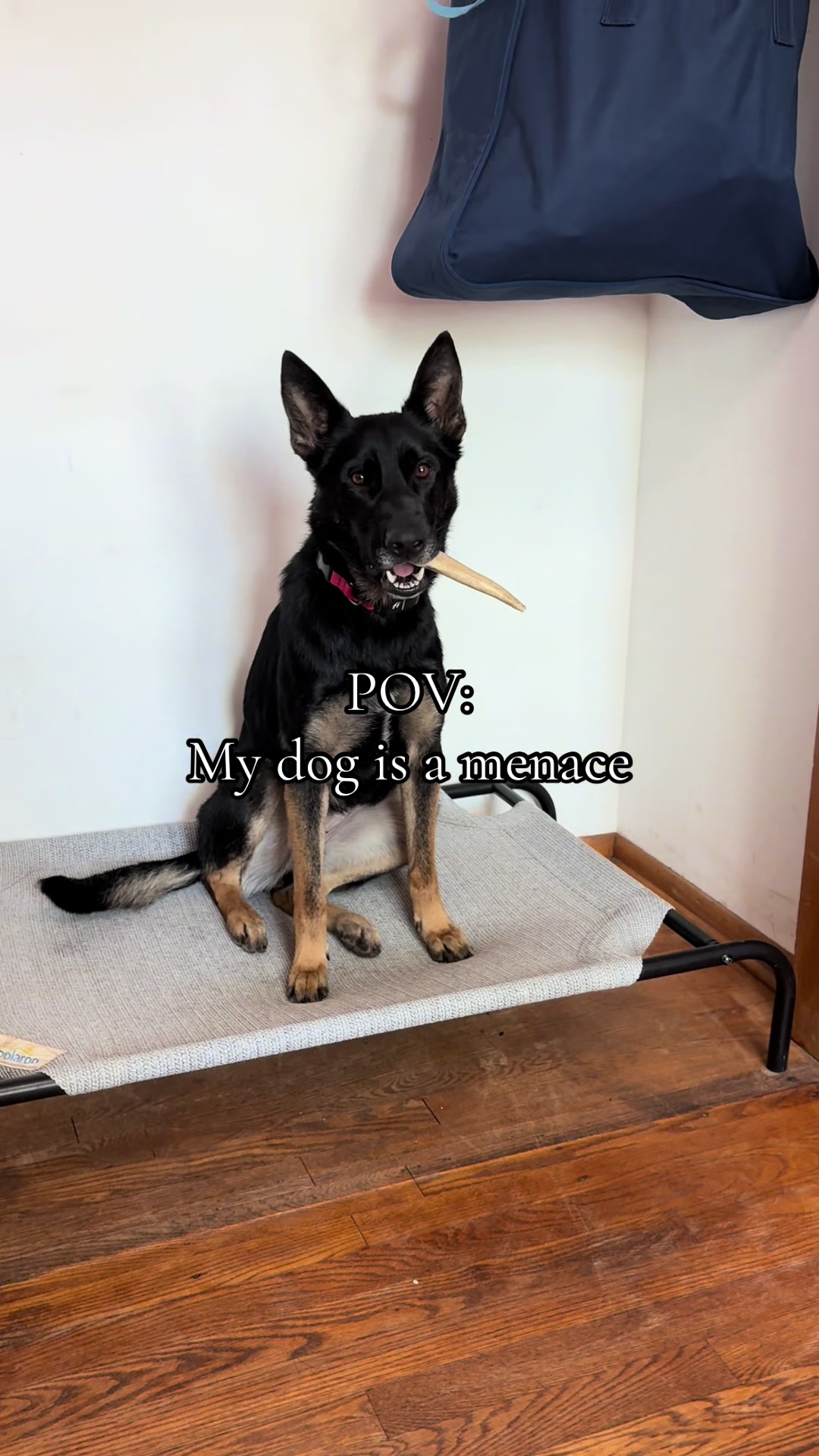 @potsiewithdogs