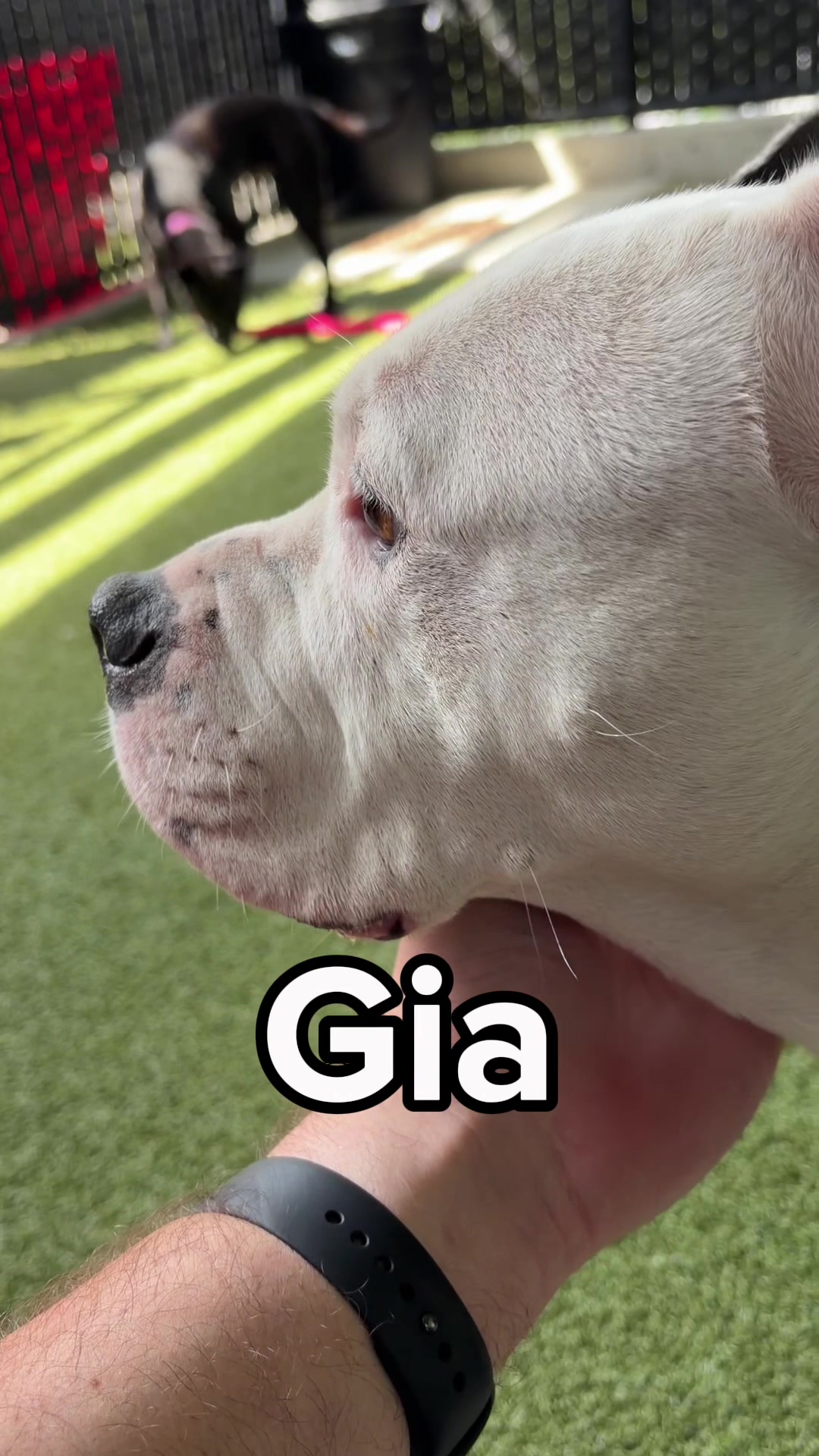 @Seattle Humane