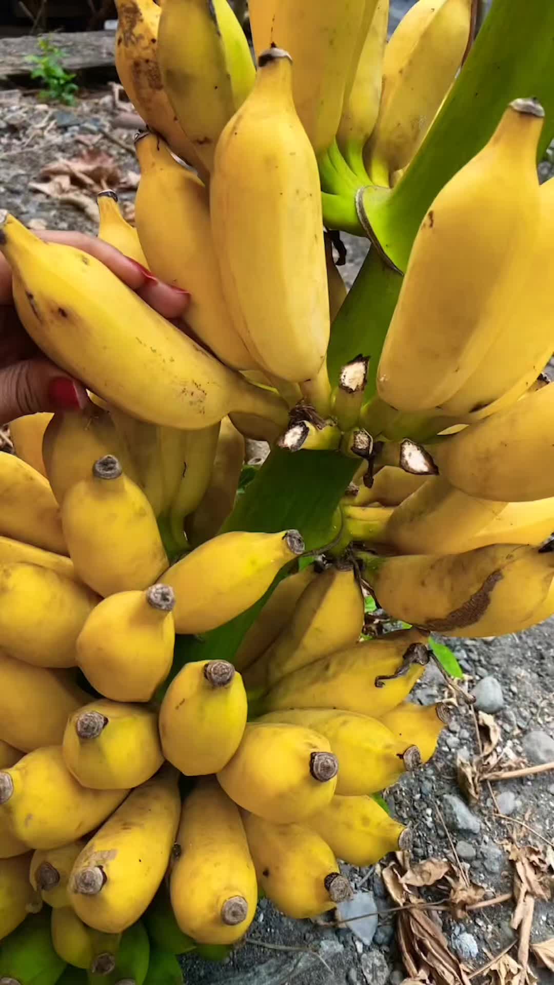 @𝐅𝐫𝐮𝐢𝐭𝐬