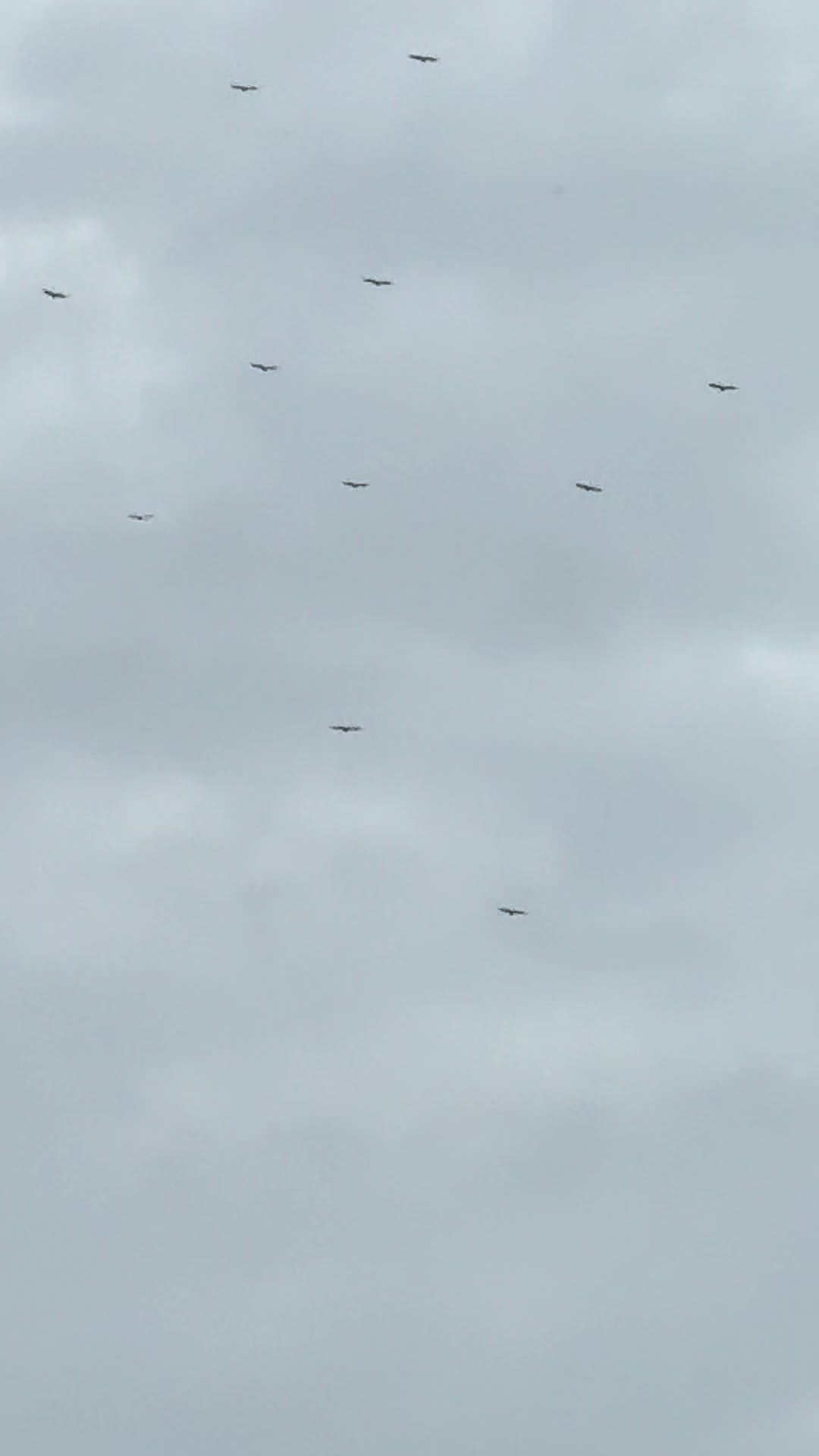 @Auntie Stay 🌲