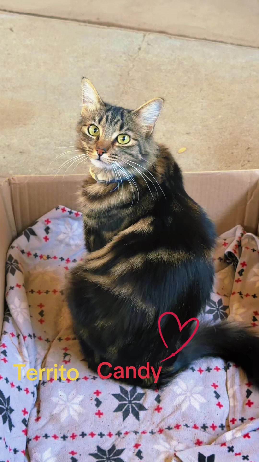 @Amri Gatitos
