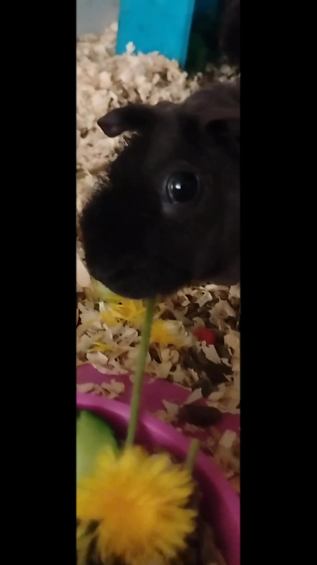 @TwiztidPikachu