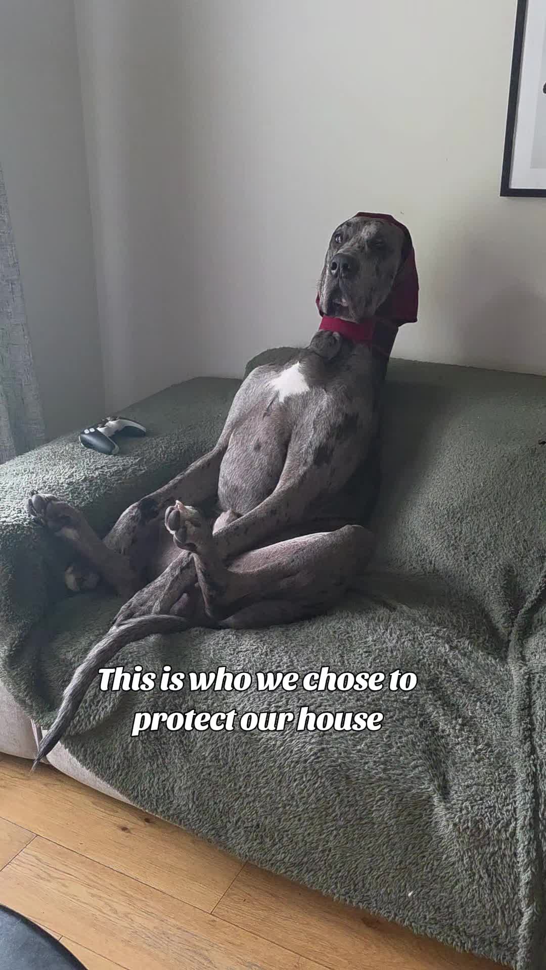 @Magnus the GREAT DANE