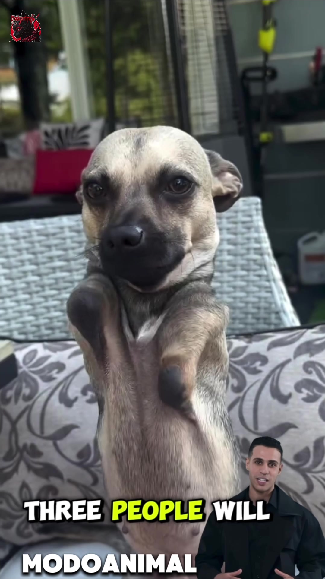 @Modoanimal