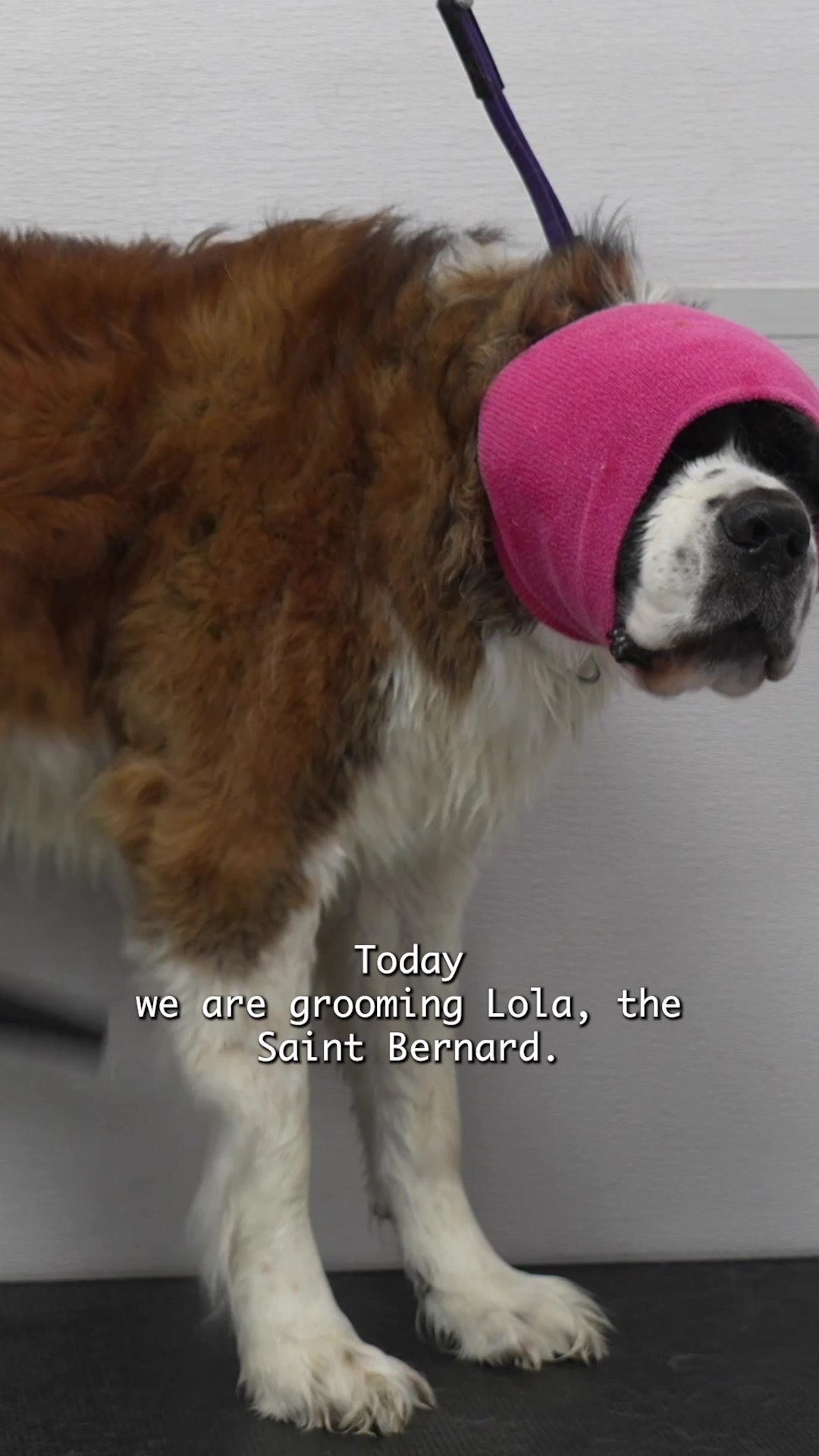 @Girl With The Dogs