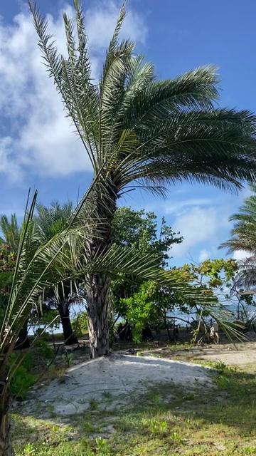 @އަޕޫރްބޯ މިރްޒާ