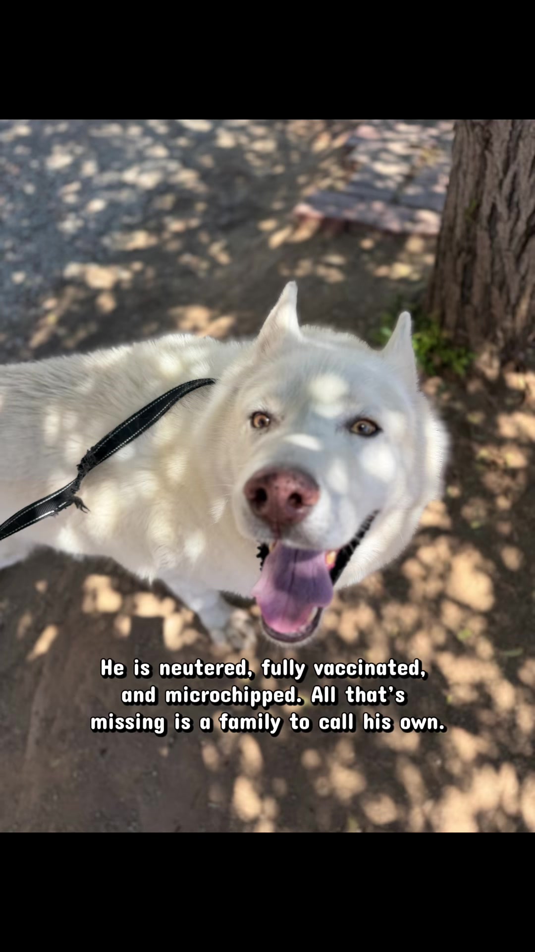 @Feedingperrisstrays