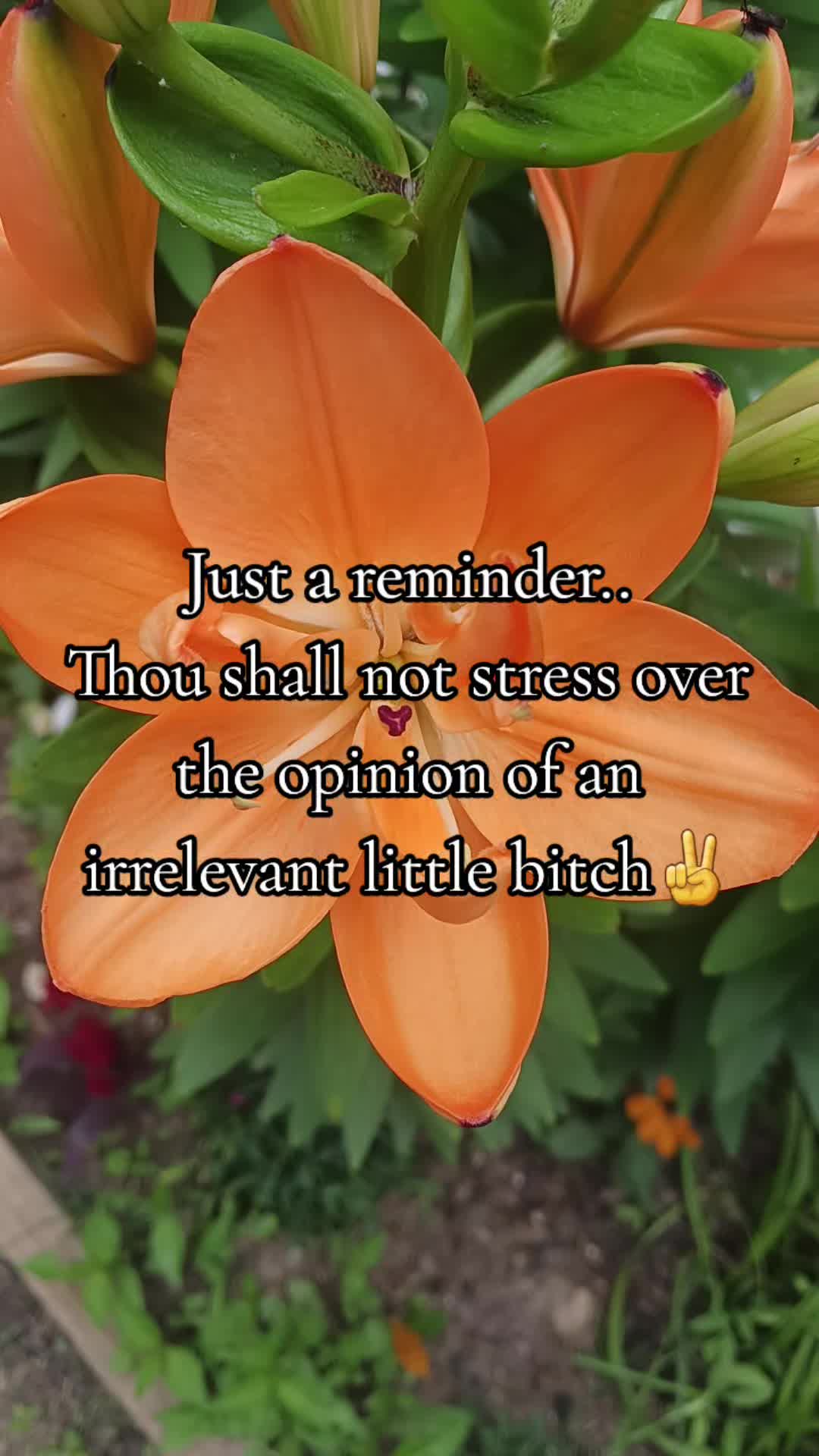@Jackie🧚&zwj;♀️the garden hippie✨️