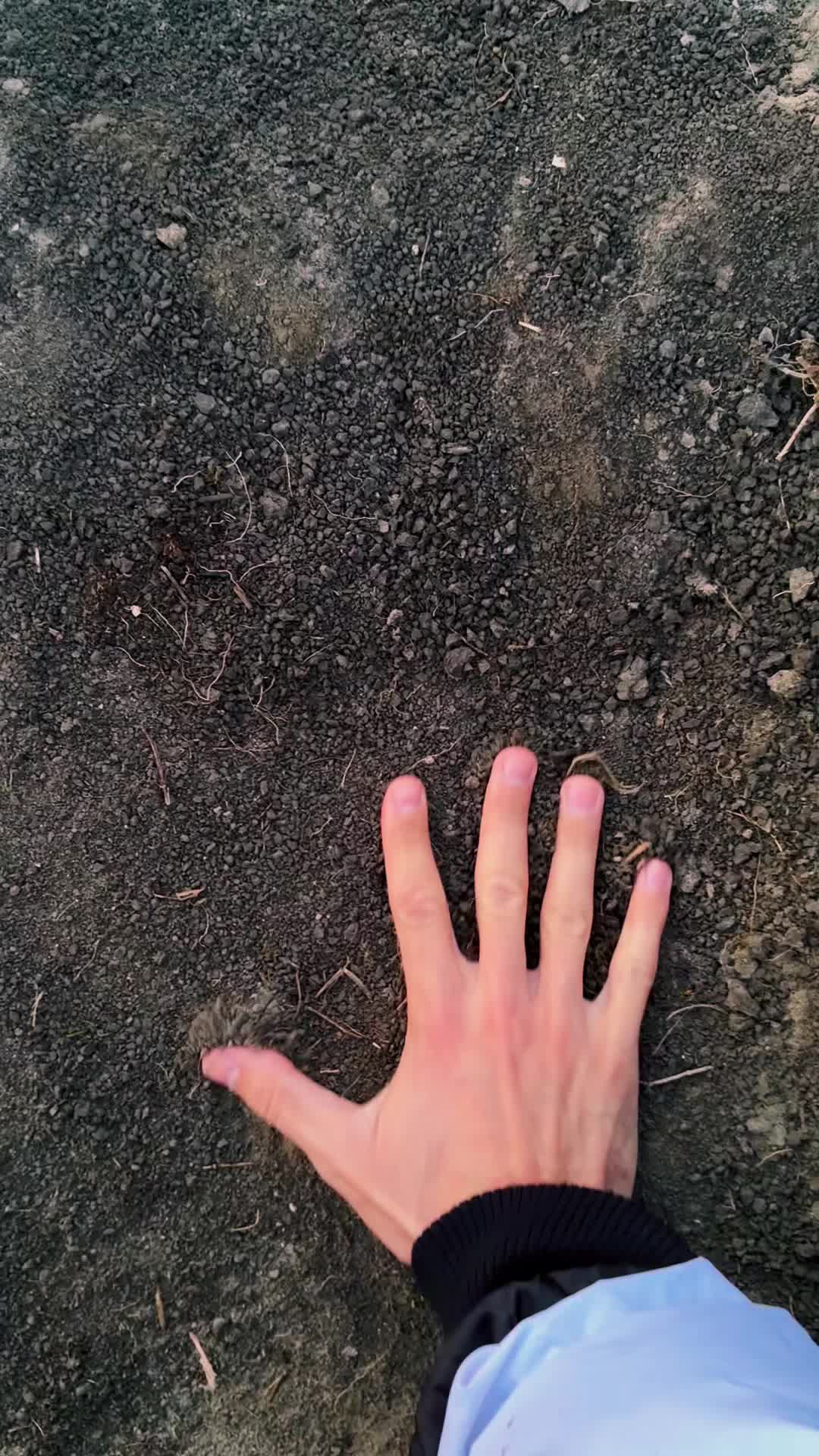 @mega