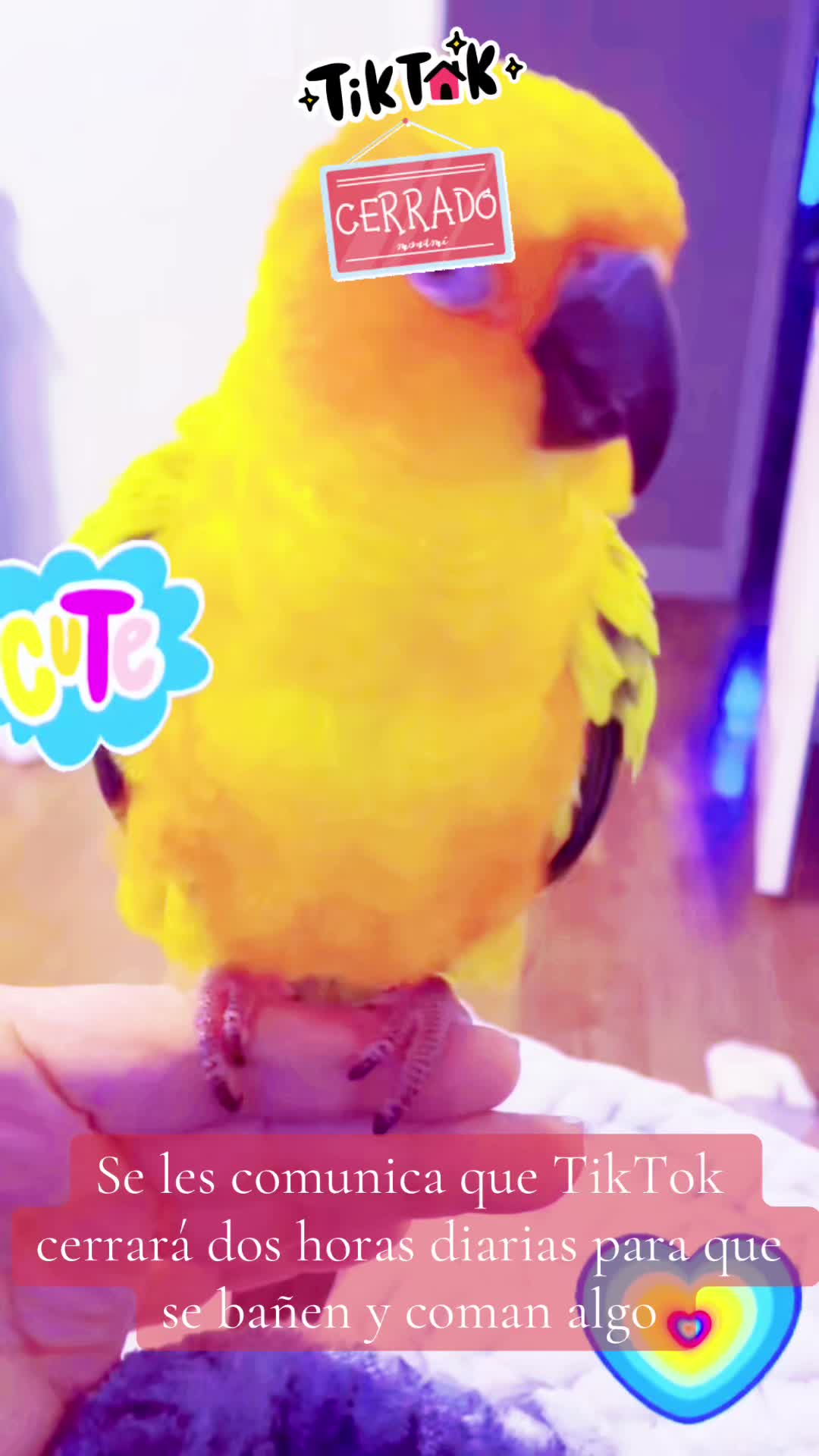 @Mango 🦜La cotorra solar