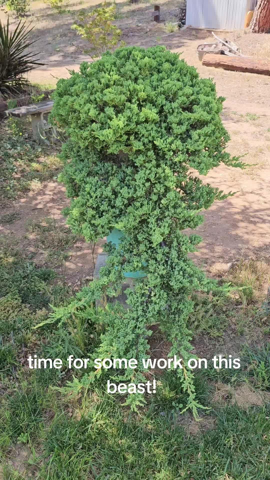 @North County Bonsai