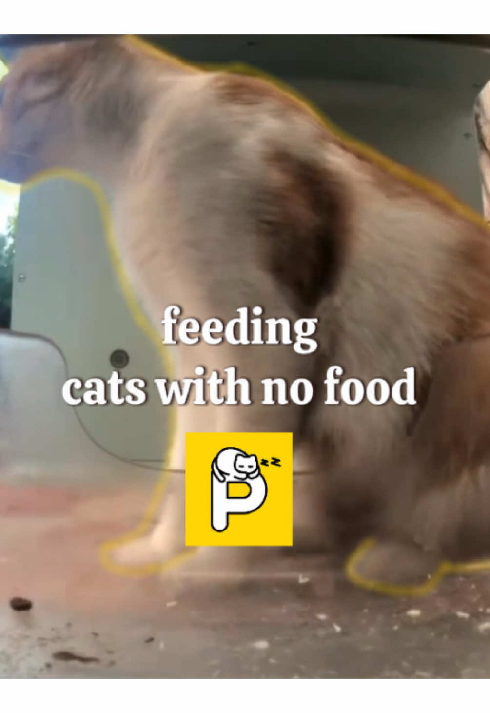 @Purrrr