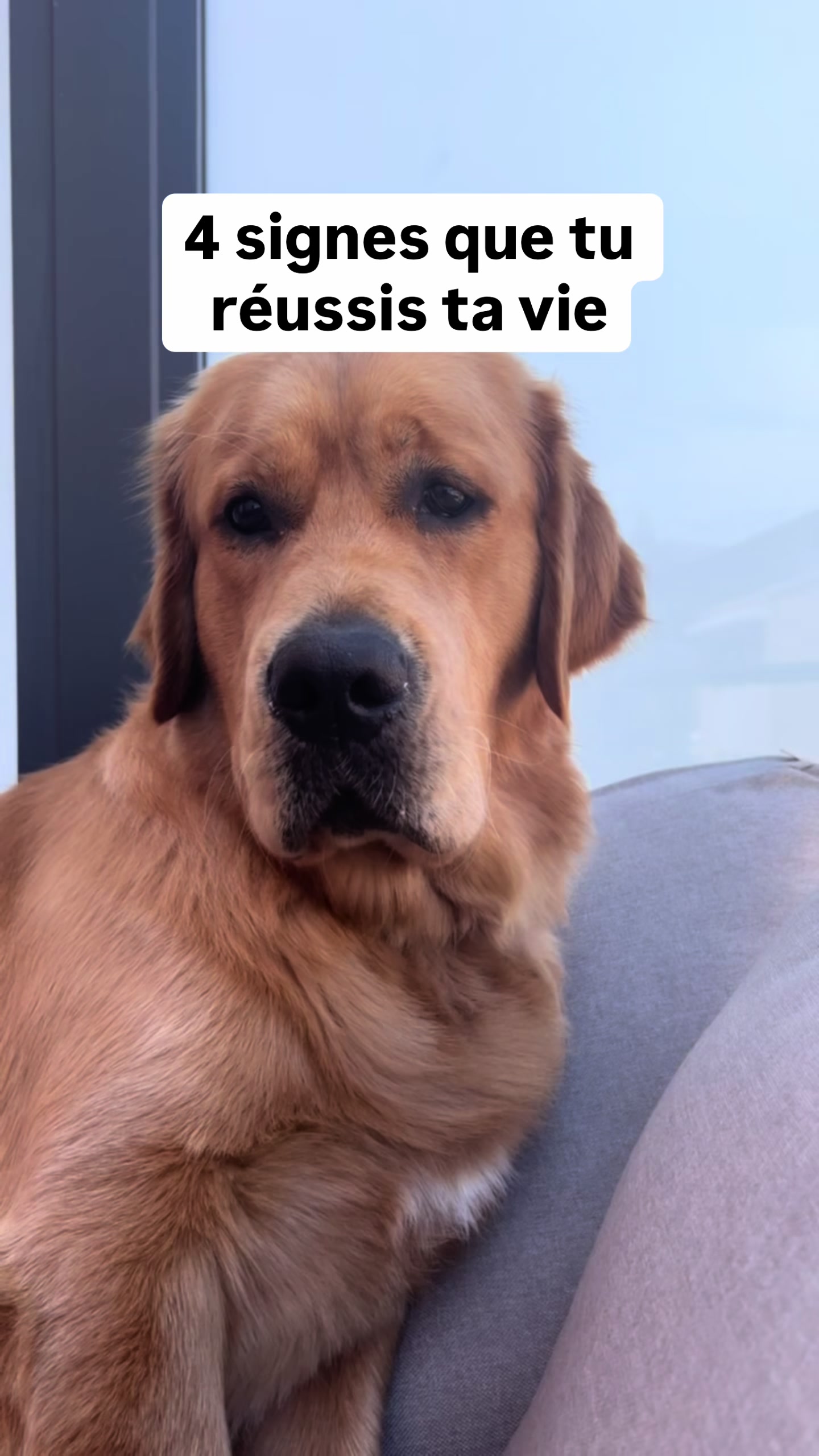 @Uggy Le Golden 🐶