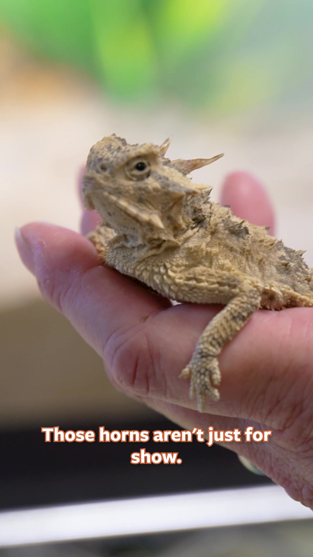 @Mutual of Omaha's Wild Kingdom