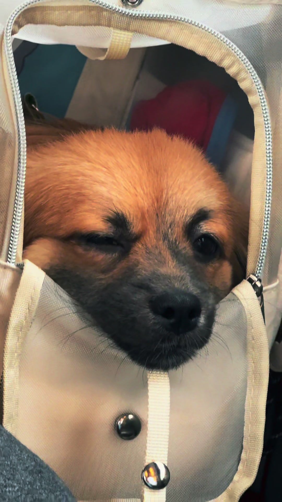 @⋆🐺 🆂🅷🅴🅼🅸🅻 ⋆