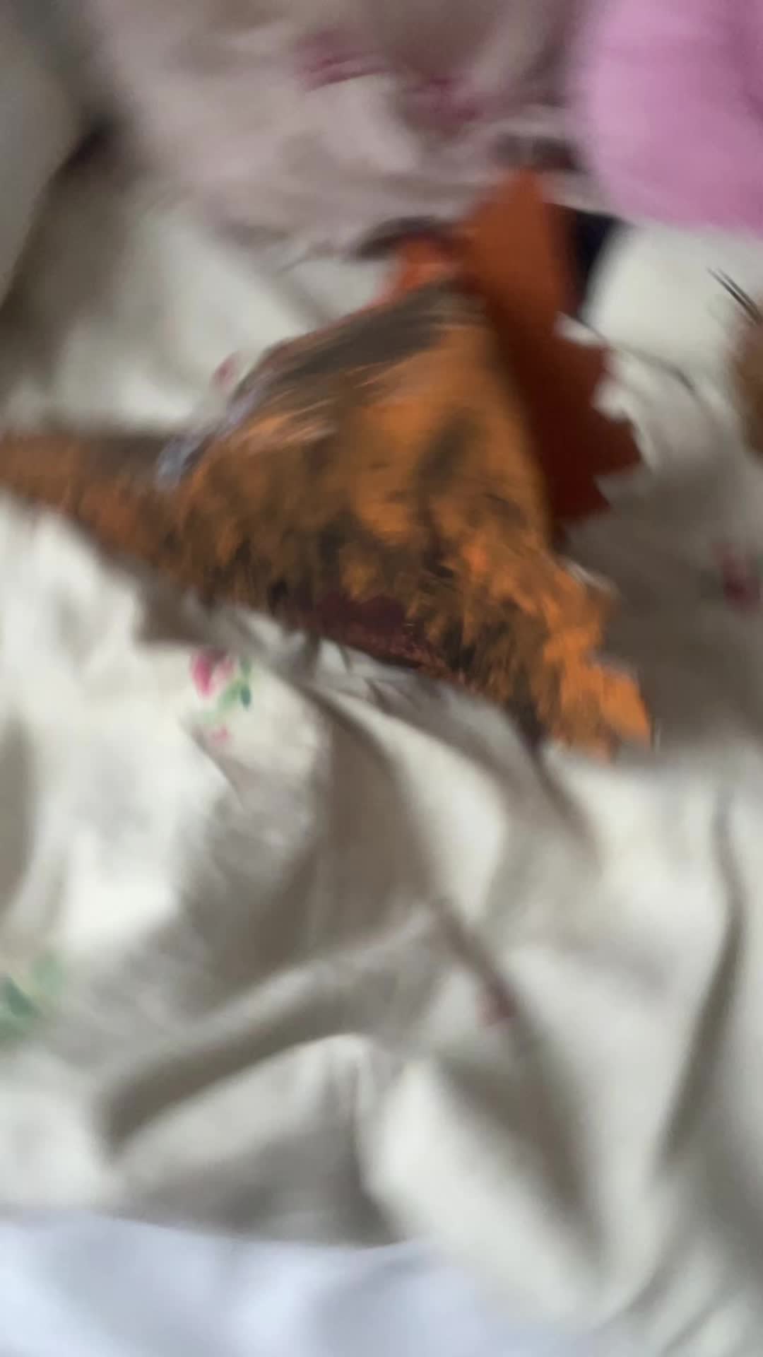 @[ 💉 ] Z I P