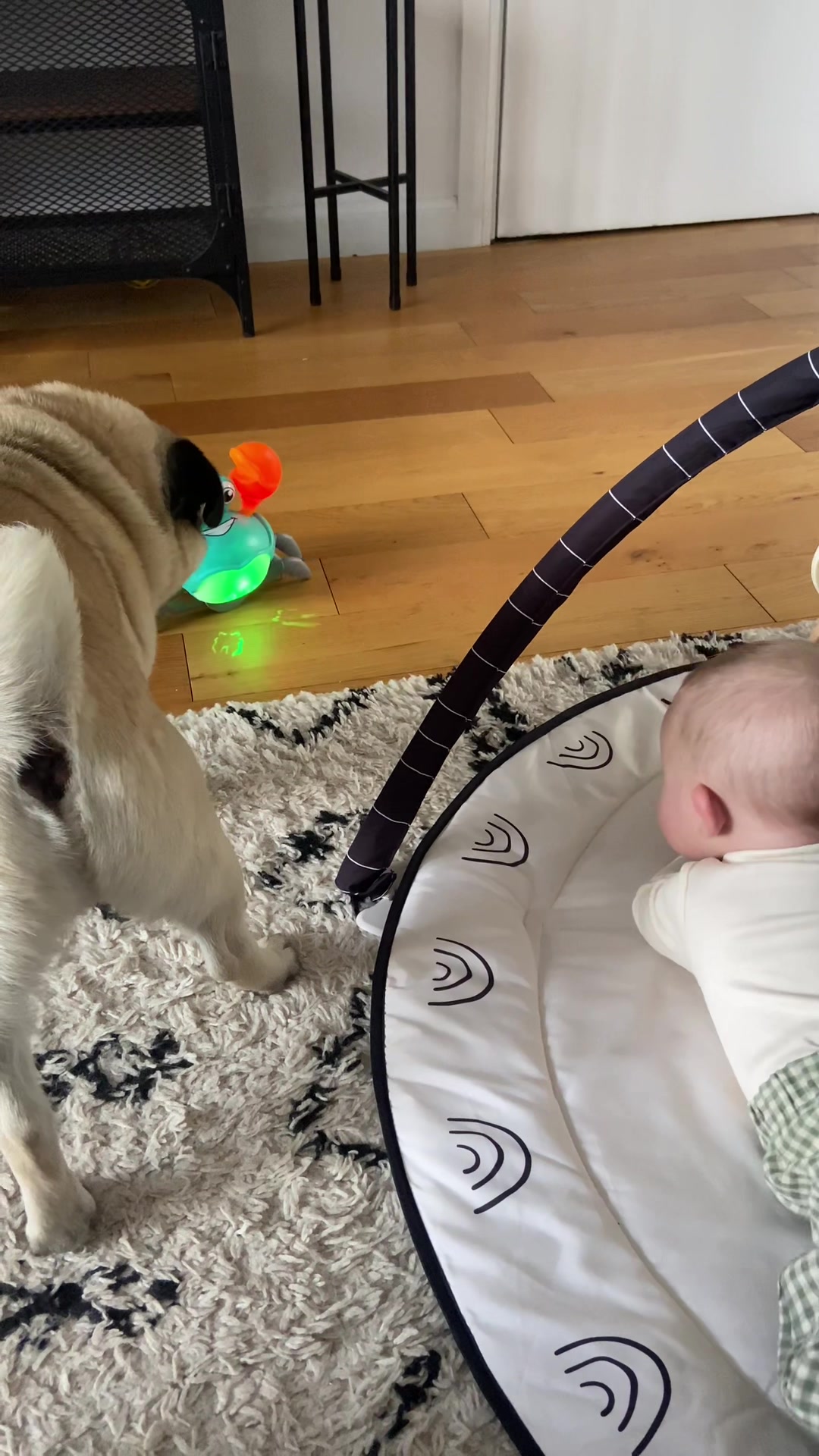 @Wee Winston The Pug
