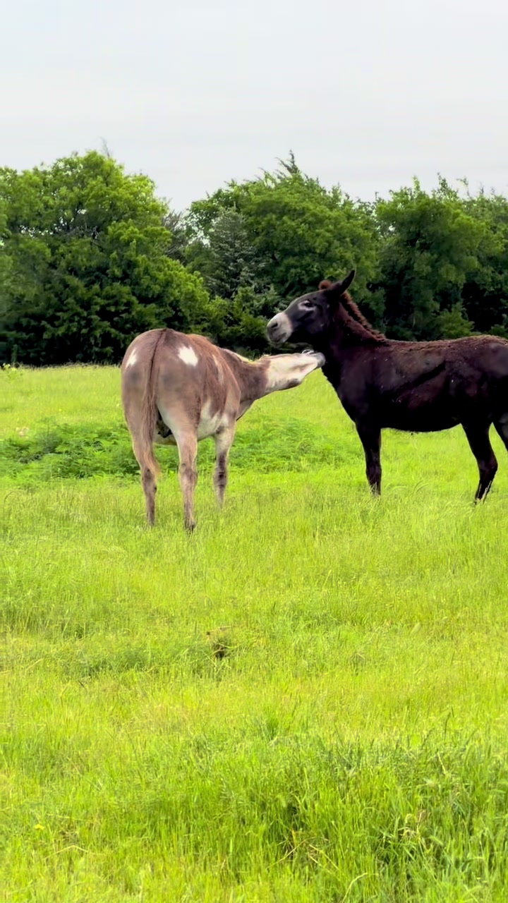 @DonkeyandHoundMama