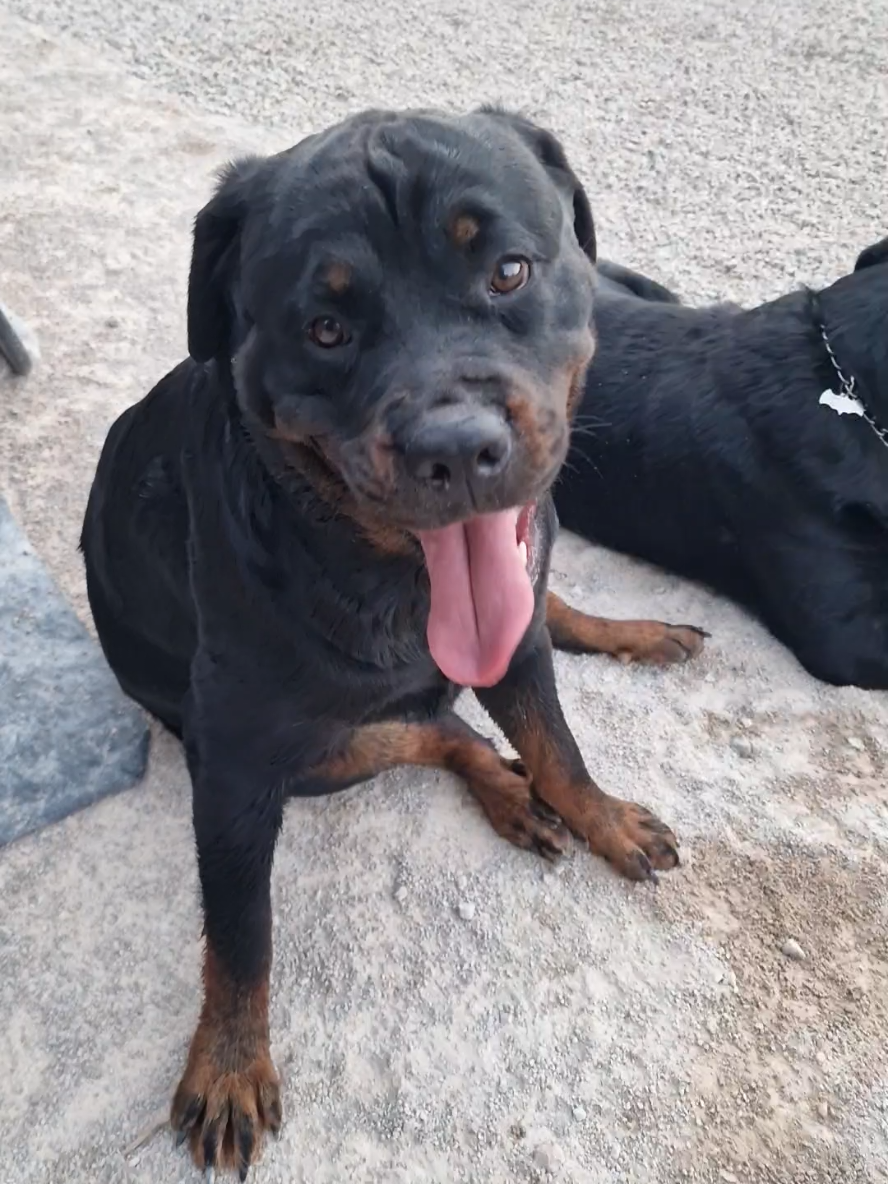 @Laetitia FACHETTi Rottweiler