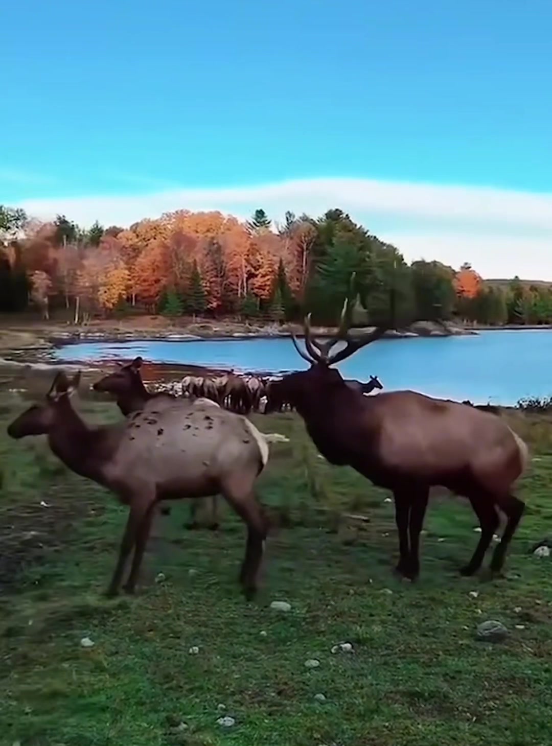 @look animals