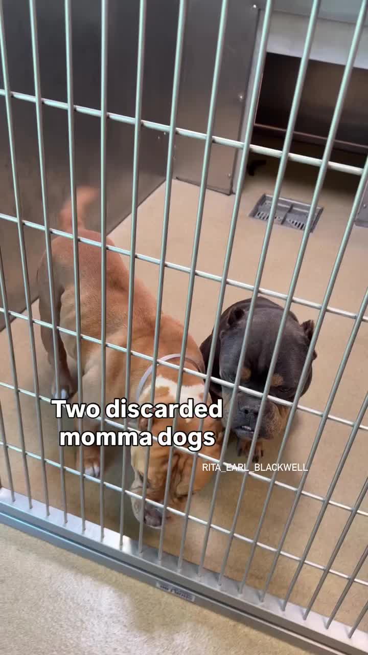 @Saving Mastiffs