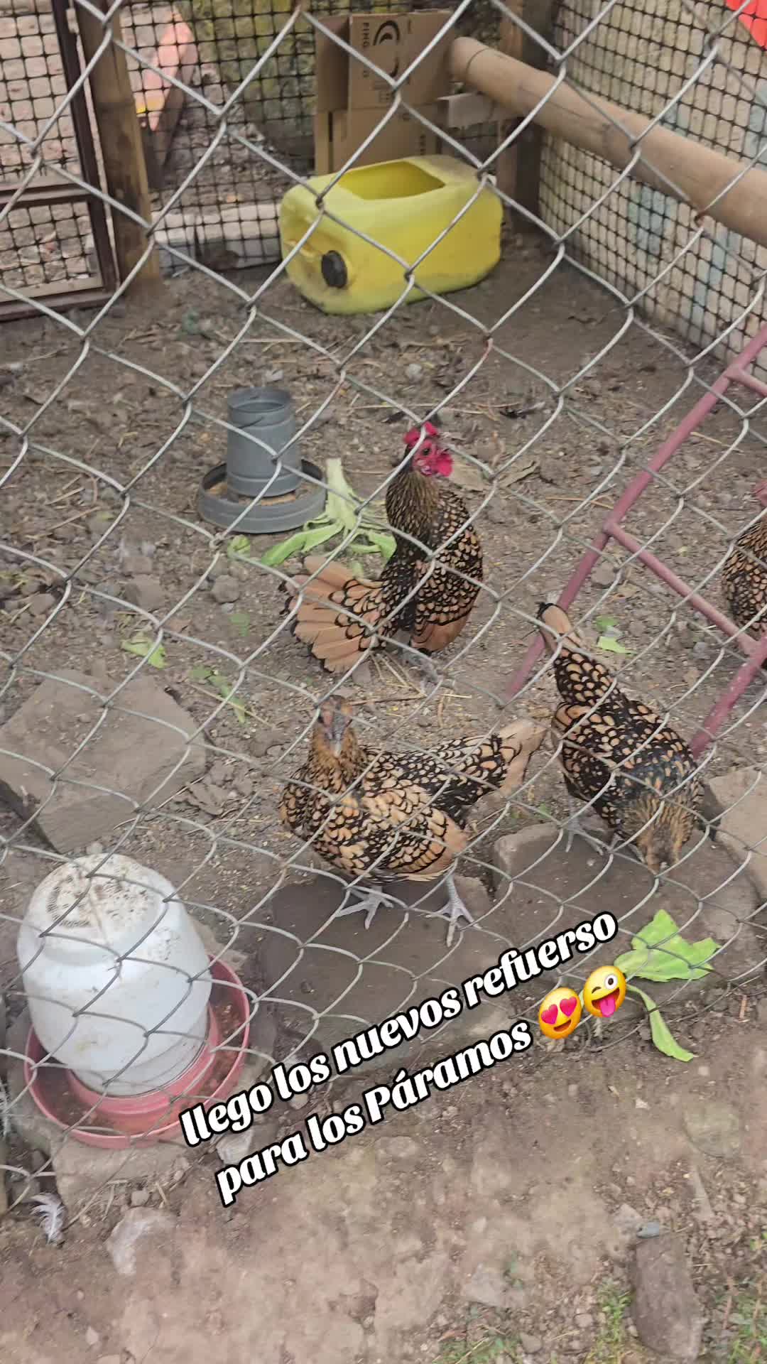 @🐓TU GALLO FINO 🐓