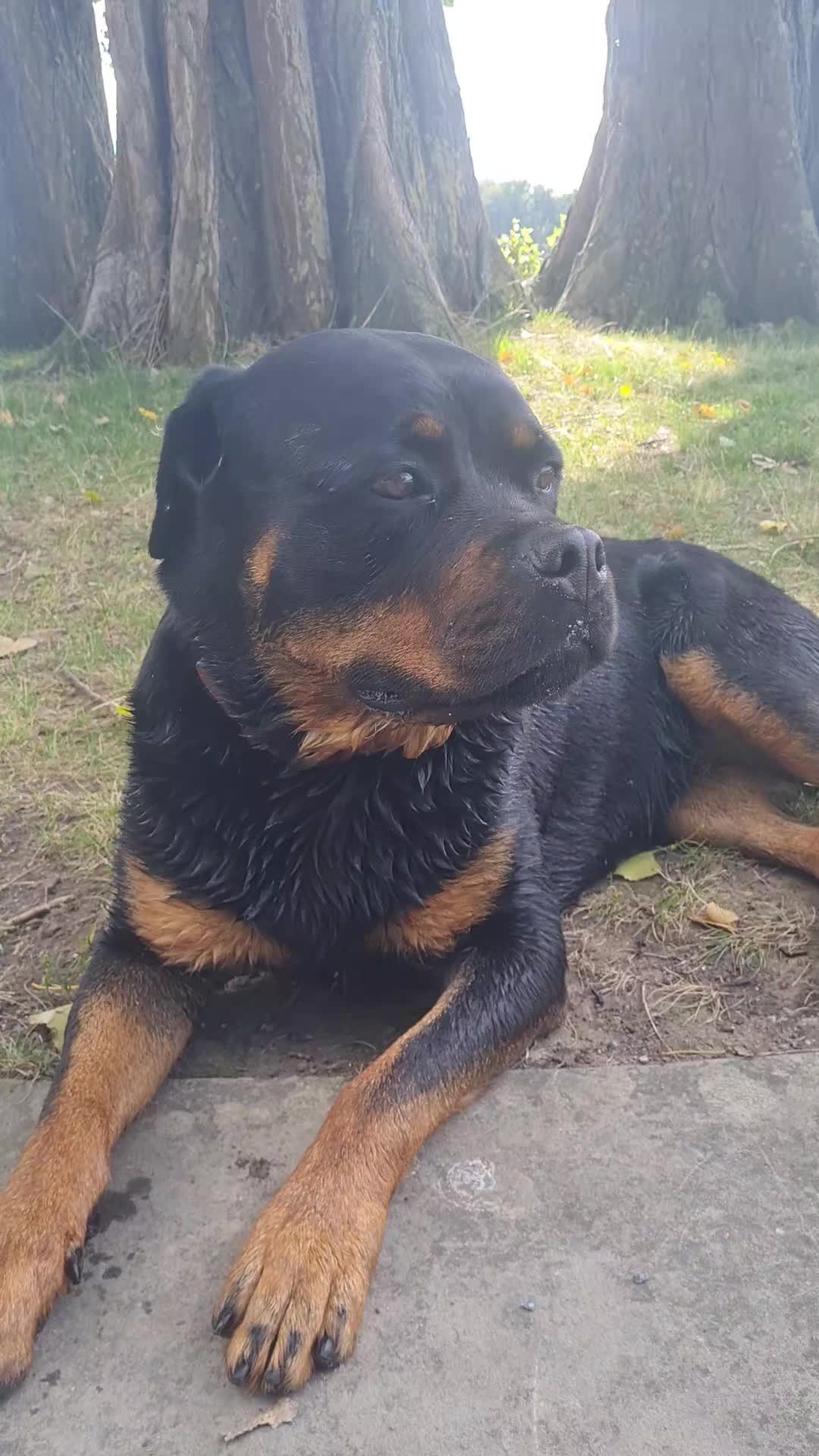@Mona the Rottweiler