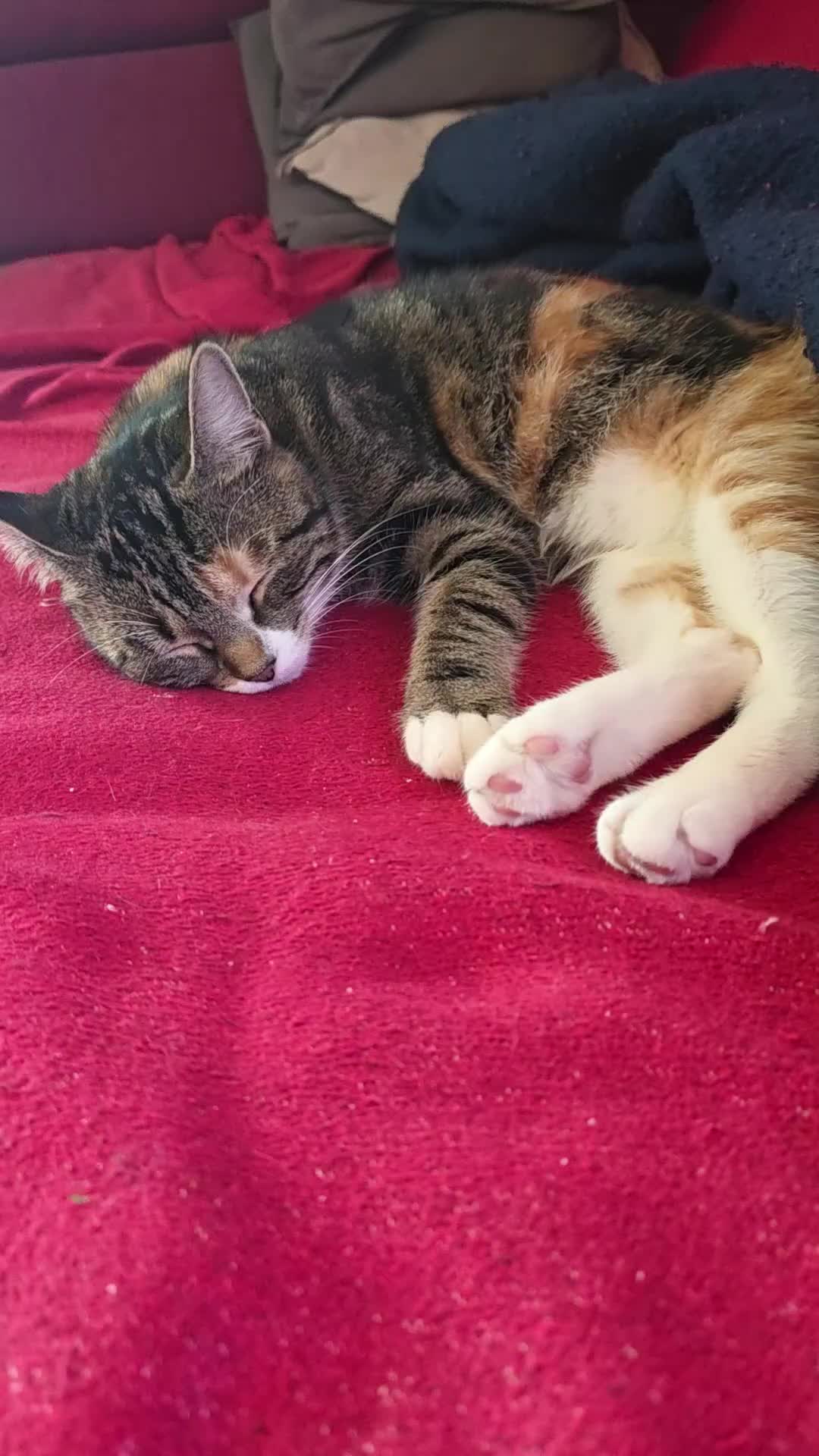 @diana🐱🐈🐈🐈