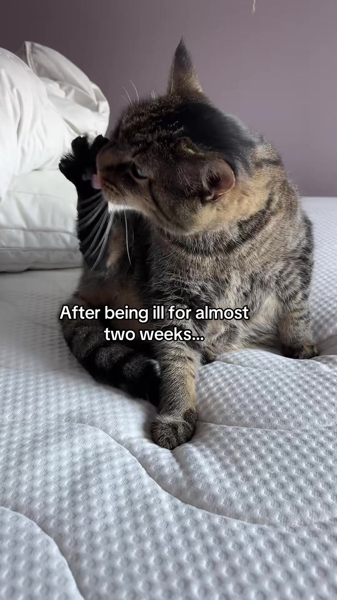 @Joep_the_ rescuecat