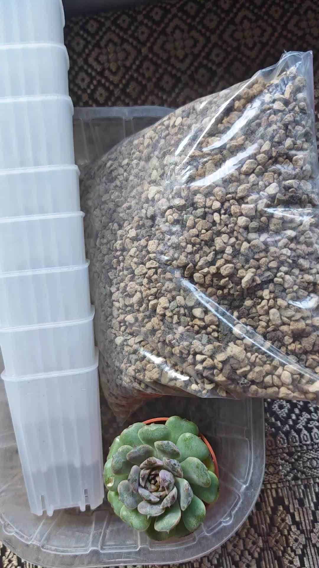 @il était Une Succulente