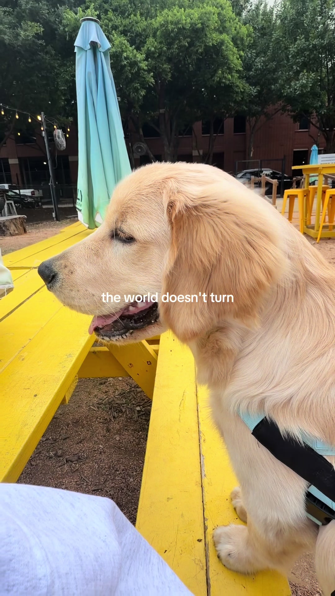 @Luca the Golden