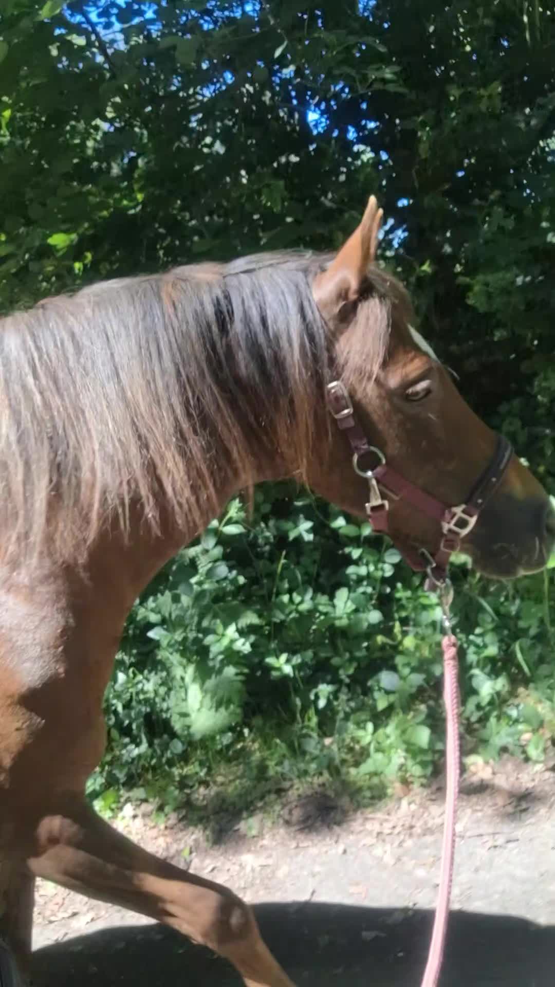 @horses.by.Britt:)
