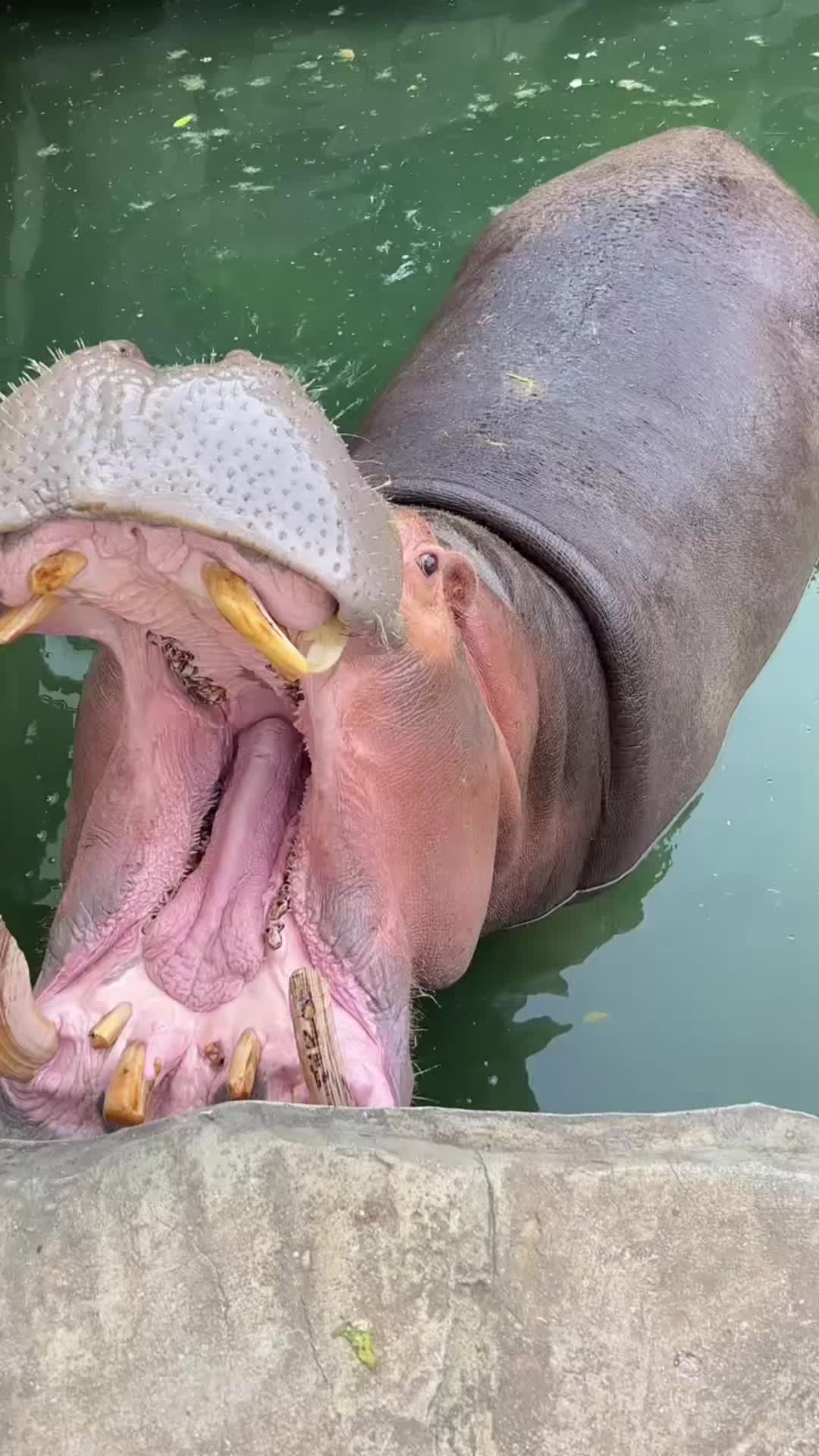 @Hippo