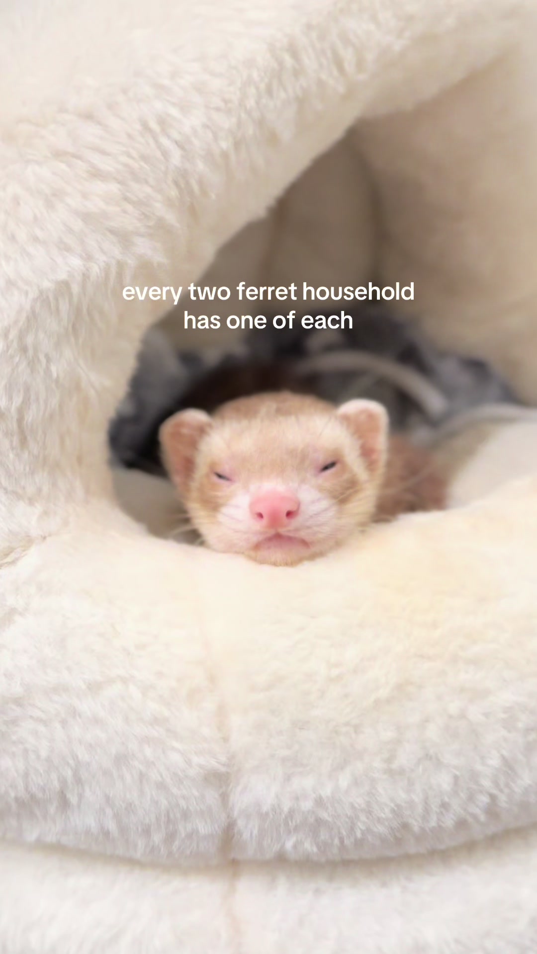 @Moon & Nala