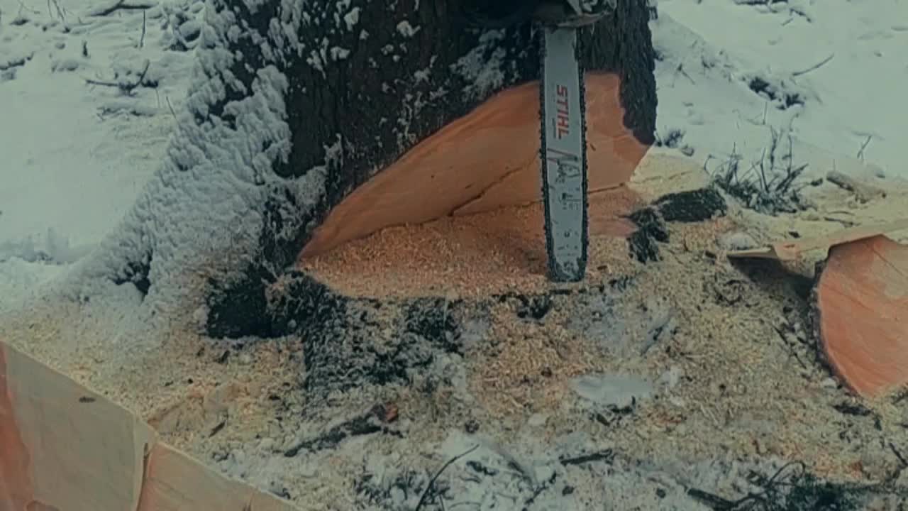 @forestSoban