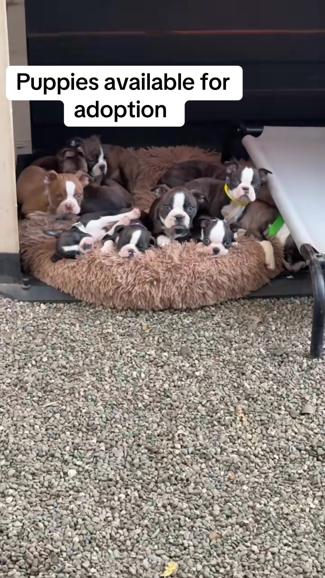 @Boston terrier puppies