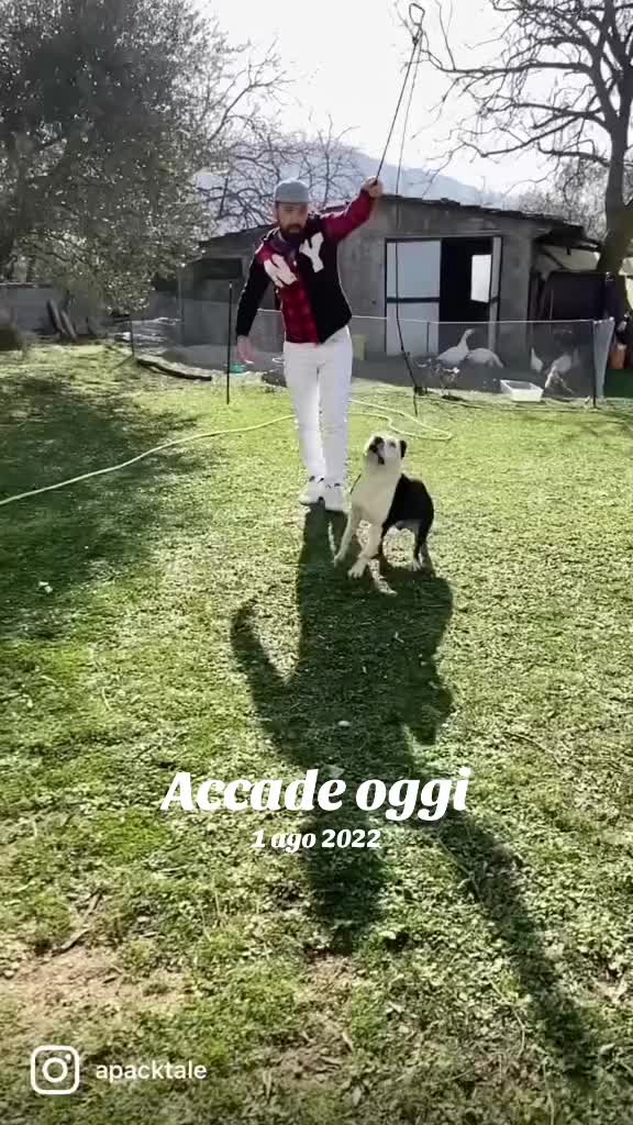 @Apacktale