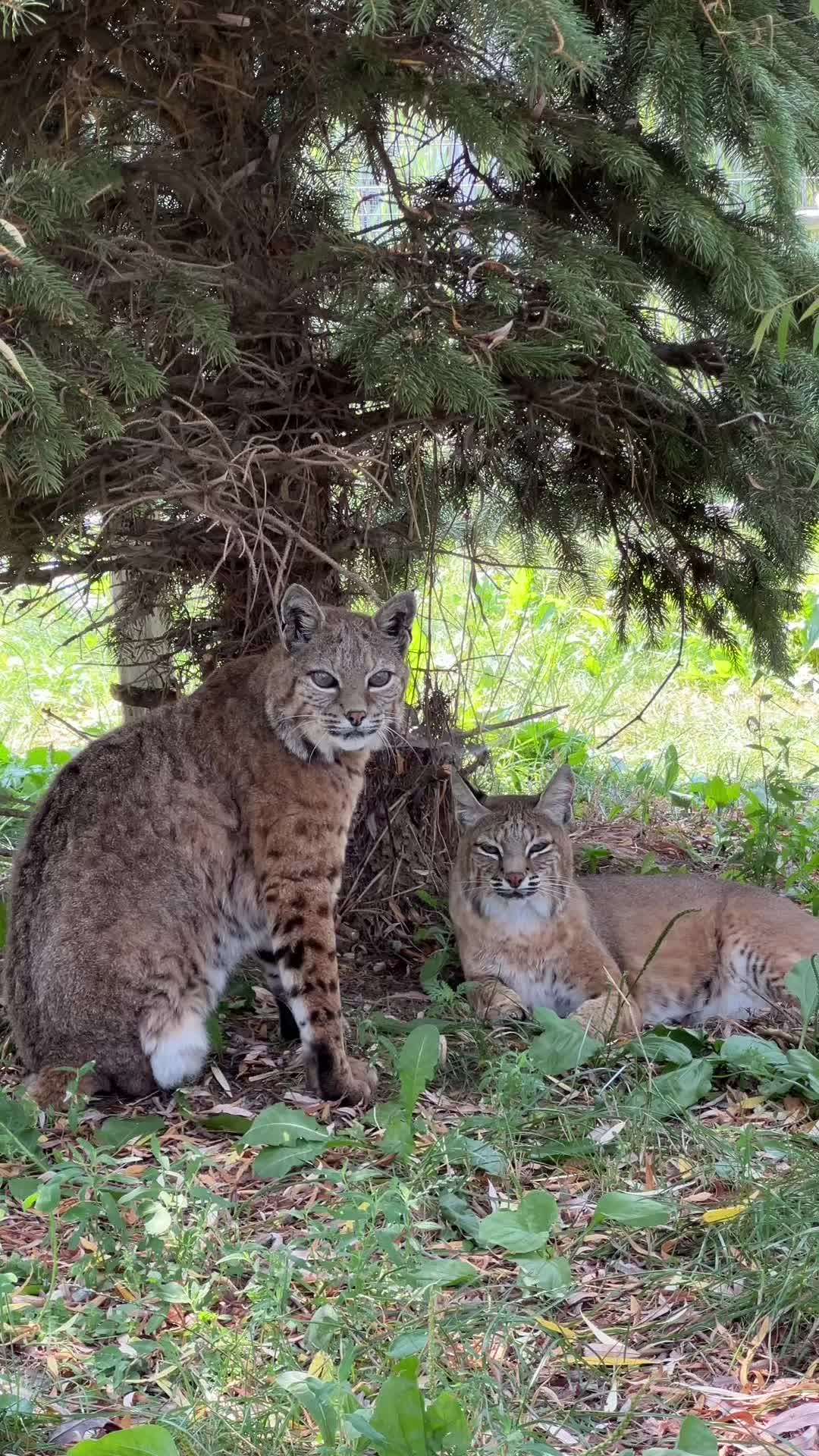 @The Wildcat Sanctuary