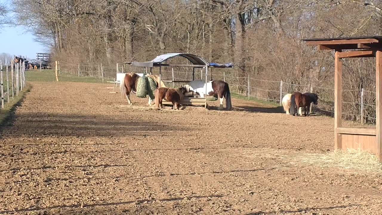 @💞🐴 Madeleine 🐴💞