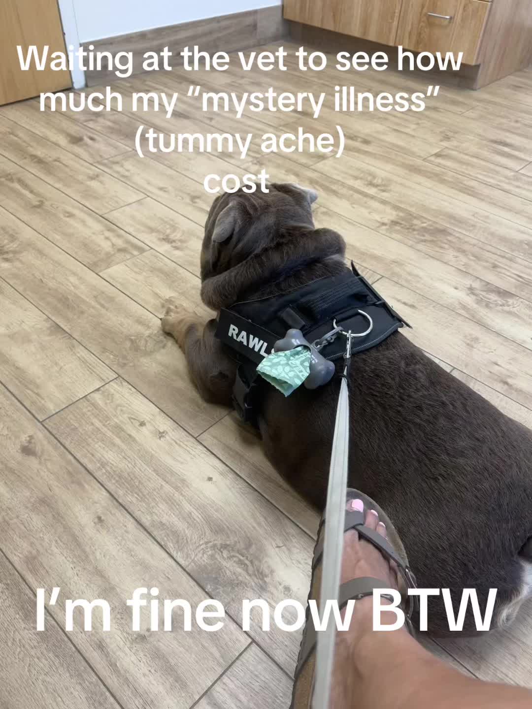 @RawlsTheBulldog