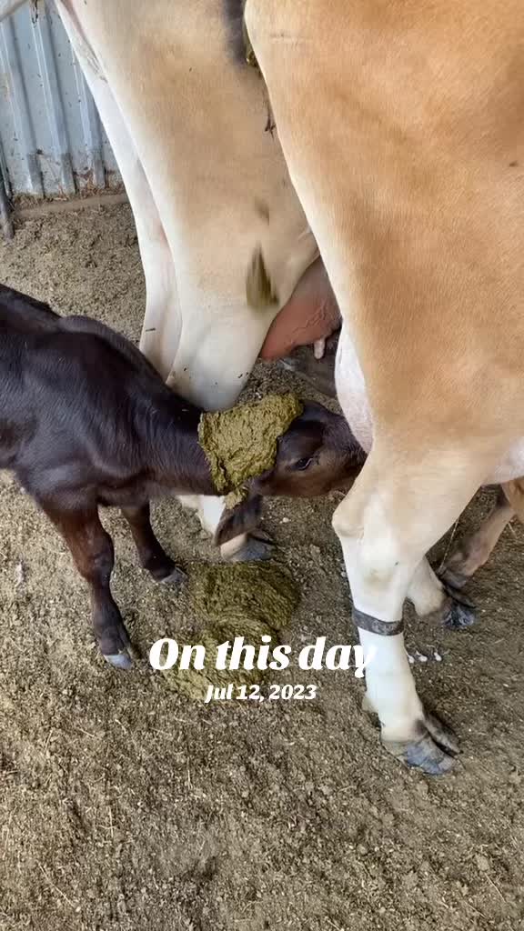 @Hayley | Crooked Creek Farms